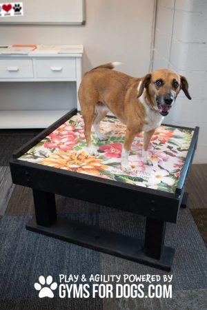 GardenDog TrainingPlatform Rizzo scaled 1 - Dog Park Fitness GardenDog TrainingPlatform Rizzo scaled 1