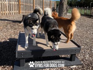IMG 6590 scaled 1 - Dog Park Fitness IMG 6590 scaled 1