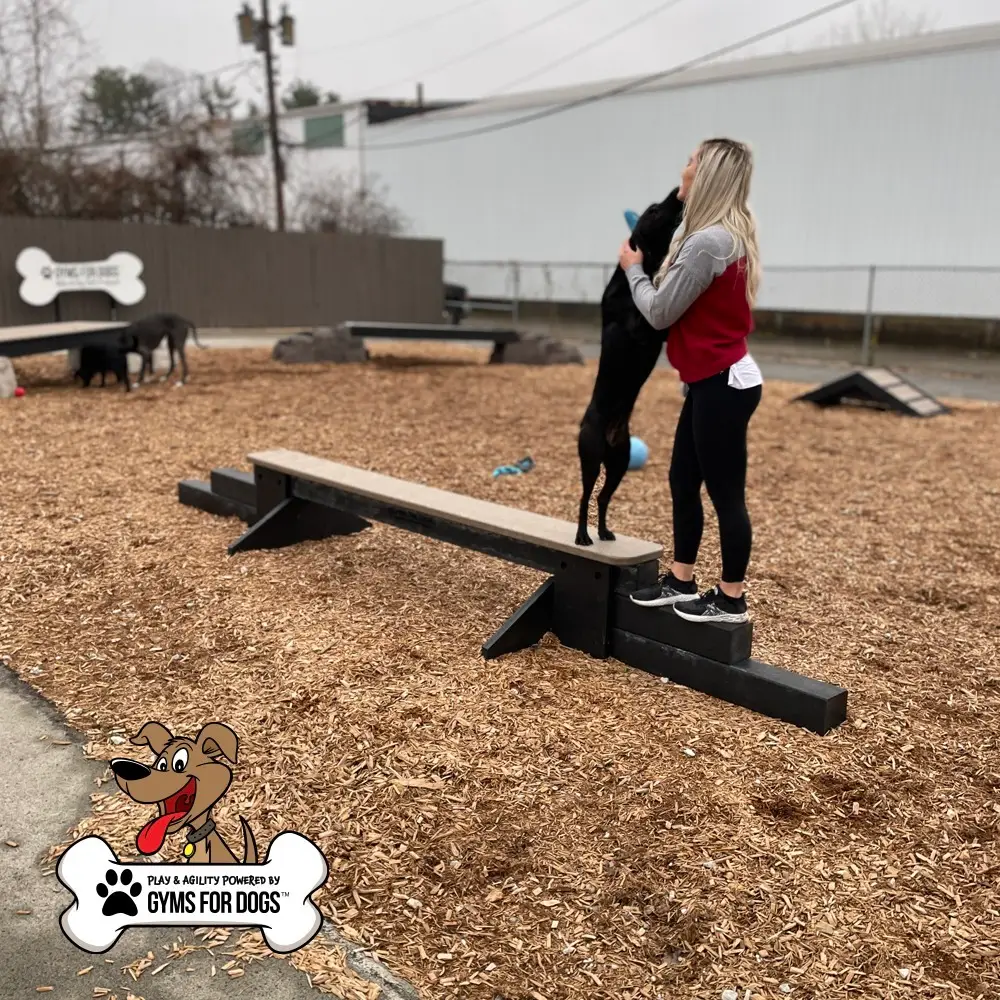 dog park equipment jump balance beam 02 - Dog Park Fitness dog park equipment jump balance beam 02