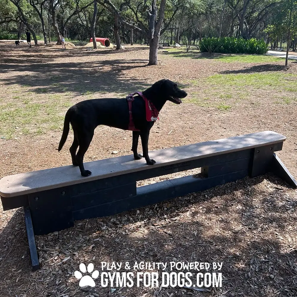 dog park equipment jump balance beam 11 - Dog Park Fitness dog park equipment jump balance beam 11