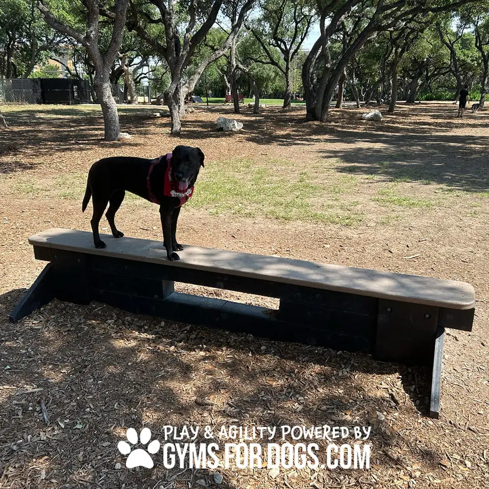 dog park equipment jump balance beam 12 - Dog Park Fitness dog park equipment jump balance beam 12