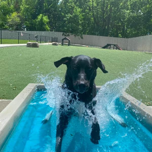 dog playground equipment cool dog splash pool