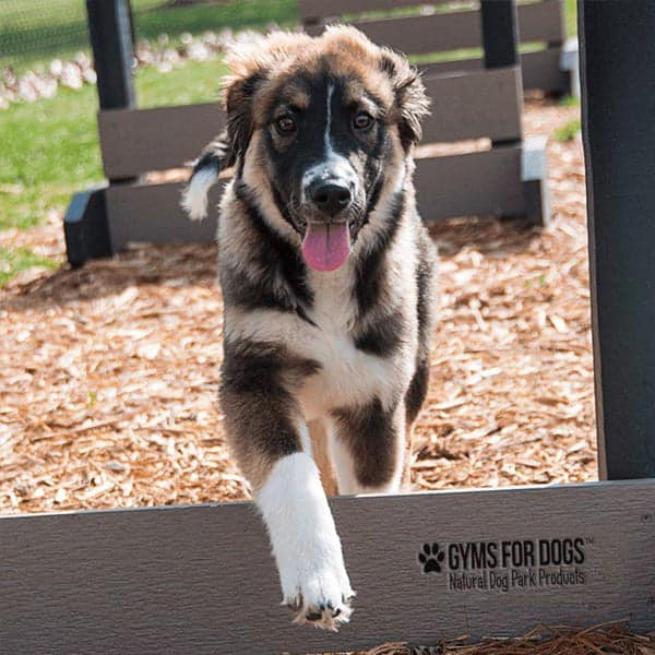 dog playground equipment jump hurdles