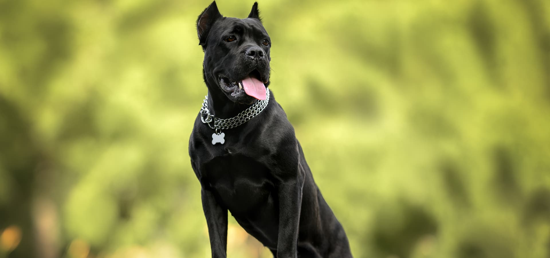 blog005 dog park fitness muscular fitness head