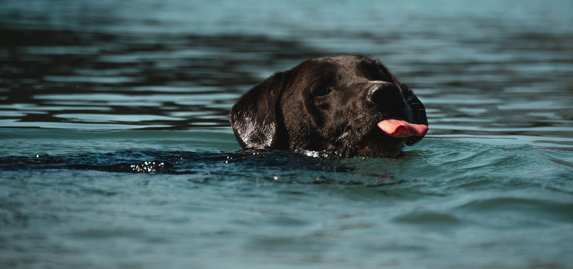 blog008 dog park fitness dogs swimming health head