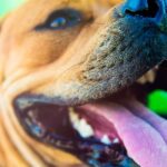 blog010 dog park fitness dog teeth health head