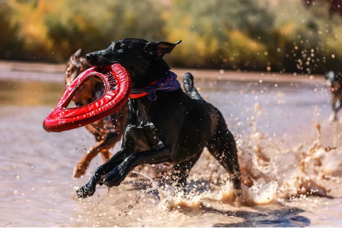 dog park fitness about